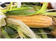 玉米品种多 营养大不同