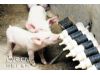 绿色“乳酸猪”猪肉受天津消费者青睐