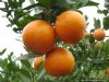 福建省柑橘销量继续加大 存量已大幅减少