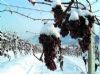 圣诞大餐DIY 冰酒今年冬季流行（3）