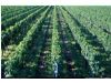 好葡萄从种出好葡萄开始 张裕完成25万亩原料基地布局