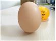 吃鸡蛋过多增加肝肾负担