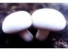 满洲里市“绿缘”创汇农业区试种双孢蘑菇成功