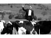 英国：农场主聘歌唱家“对牛唱歌”以提高产奶量