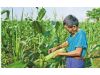海南甘蔗地套种玉米 每亩增收近千元