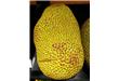 海口一个三十公斤重“菠萝蜜王”百倍于市价卖出