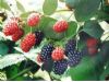 黑色水果营养出众越吃越年轻（2）