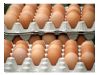 4.5元/斤！鸡蛋卖出今年最高价