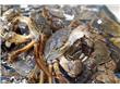 秋季吃螃蟹八项注意（4）