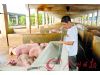 猪肉价格连涨4个多月 业内人士称可能持续一年
