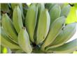 养生：10个营养理由能让你爱上香蕉