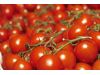 常吃西红柿轻松治疗九种病（8）