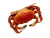 蟹农爆料：螃蟹发苦是激素喂多了