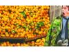 济南市场暂未发现生蛆柑橘