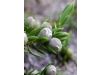 9种冬季美肤花草茶排毒养颜（3）