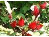 9种冬季美肤花草茶排毒养颜（4）
