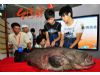 台湾特色水产品“登陆”海峡渔业博览会
