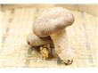 美味菌菇营养健康吃出好身材（2）