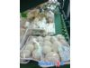 海口市场没发现“漂白蘑菇” 市民可放心购买食用