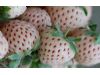 英国出售新奇水果 外形像白草莓味道像菠萝