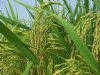湖北曾因转基因水稻而受争议 有哪些负面性你可知道？