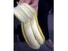 英国派发慈善水果 “双黄”香蕉惊艳亮相