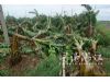 “灿都”摧残湛江45万亩香蕉