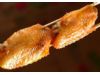 烤翅的热量惊人 1块烤翅含有400种致癌物(2)