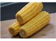 玉米减肥餐 白领首选(2)
