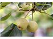 健康：7种水果在秋天的食用禁忌(2)