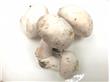蘑菇鲜吃or干吃 各种蘑菇的不同养生“学问”（2）