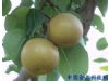 秋季养生：常吃八种白色蔬果 滋阴润燥（3）