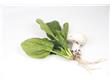 养生排毒：通便利消化 久坐族的6大法宝蔬菜（4）