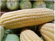 饮食有道：玉米营养价值高 多吃防癌抗衰老（3）