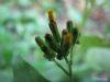 排毒饮食：春天最好的“排毒草”（2）