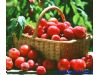 养生：生病吃什么水果最有益（4）