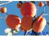 春季养生警惕：12种人工催生的有毒水果（4）