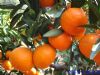 养生：春季保湿抗燥 8种水果最给力（2）