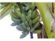 食疗养生：一根香蕉的十大神奇功效