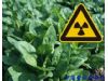 “核辐射”蔬菜还能吃吗