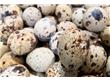 养生：根据体质选蛋吃 怕冷者吃鹅蛋（2）