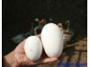 养生：根据体质选蛋吃 怕冷者吃鹅蛋（3）