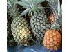 养生：爱吃菠萝切记 吃菠萝的好处与禁忌（6）