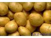 养生需知：土豆的营养价值及禁忌