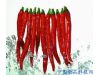 养生需知：常吃辣椒的6大保健功效（4）