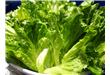 绿叶菜5种营养素含量排行榜
