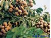 季节养生：秋季水果桂圆的十个养生方（3）