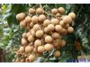 季节养生：秋季水果桂圆的十个养生方（5）