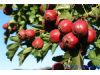 狂瘦10斤 苹果山楂番茄等红色果蔬让你健康瘦不停（2）