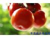 番茄减肥美白养生功效多 须知吃法有禁忌（6）